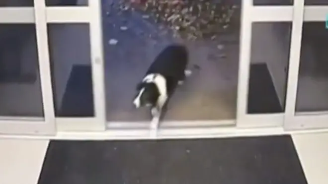 pas ulazi u policijsku stanicu