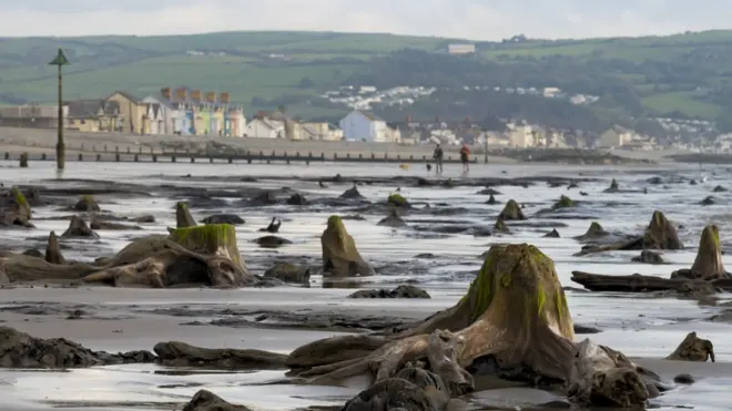 Troncos expuestos de los árboles del bosque sumergido de Borth