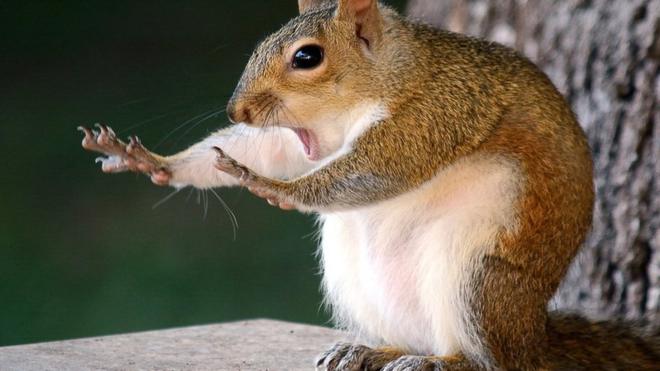 메리 맥고완의 '깜짝 놀란 다람쥐 사진'이 대상을 받았다