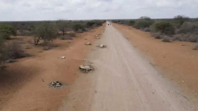 И-за засухи в северной Кении сотнями гибнут дикие животные и домашний скот, а миллионы жителей оказались на грани выживания.