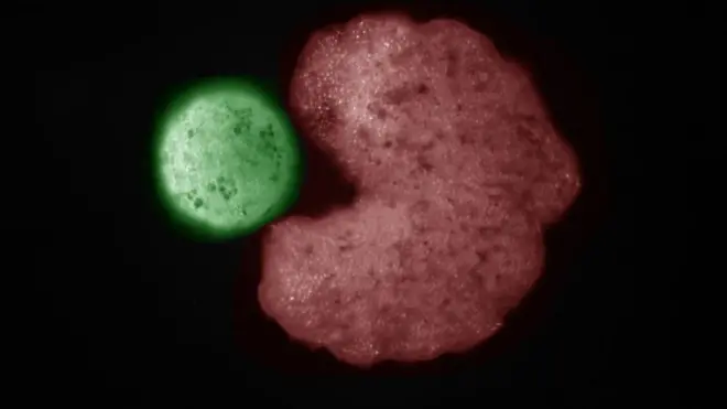 Con ayuda de inteligencia artificial, los investigadores produjeron xenobots con forma de Pacman, con muescas que parecen bocas.