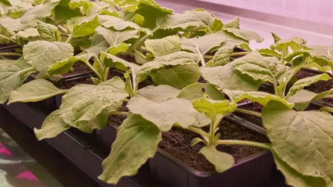 Descoberta feitawww bets com brestudo com planta do tabaco pode transformar produçãowww bets com brvacinas