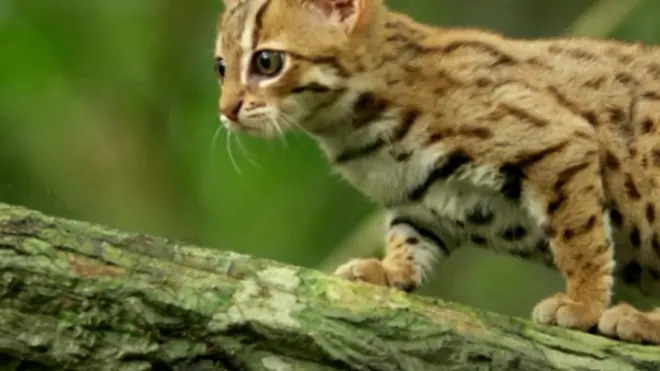 Најмања маца на свету