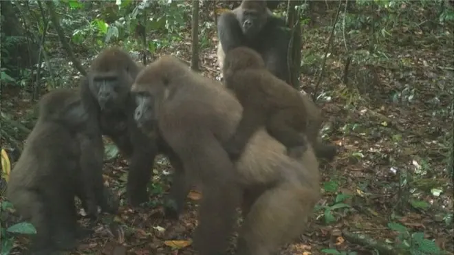 خیال کیا جاتا ہے کہ نائجیریا میں دیکھے جانے والے گراس ریور گوریلےکی نسل کے صرف 300 جانور دنیا میں باقی بچے ہیں