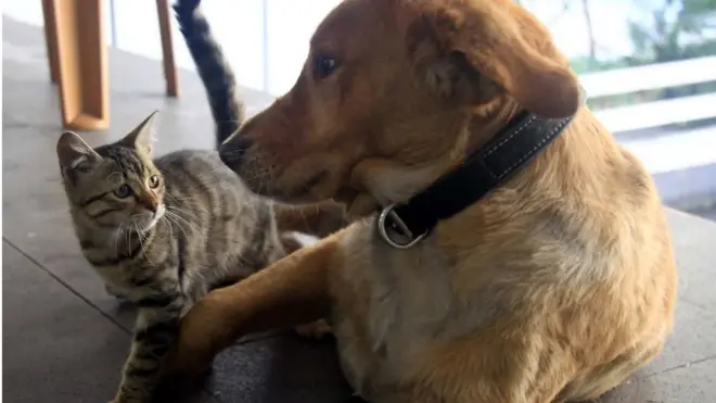 Коти і собаки