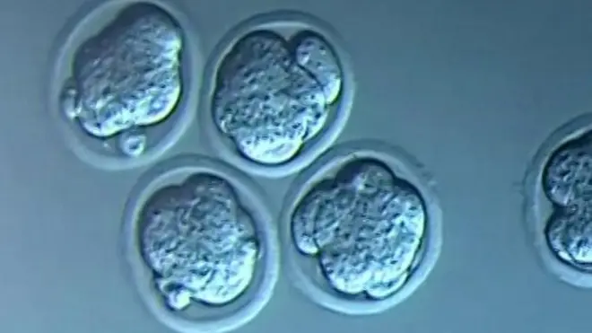 ตัวอ่อน