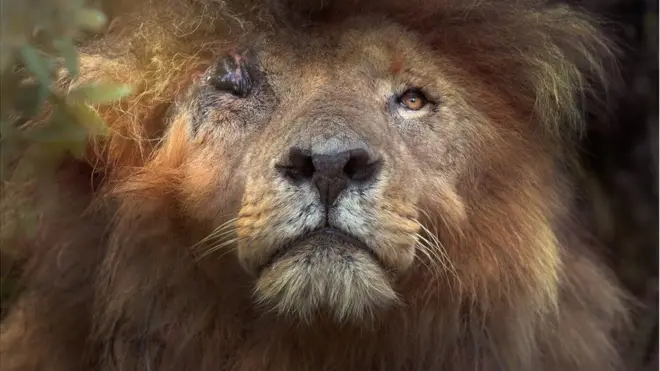 Лев з відсутнім оком