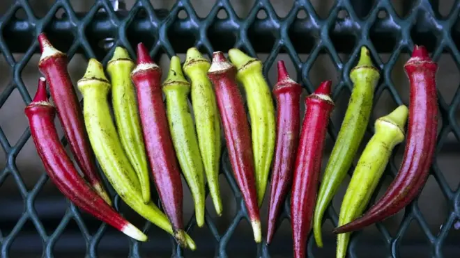 ખેડૂતે લીધો લાલ ભીંડાનો પાક