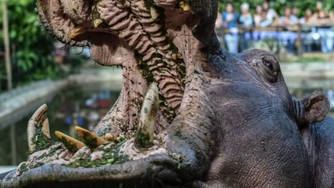 ስል ጥርስ ያለው ጉማሬ አደገኛ እንስሳ ነው