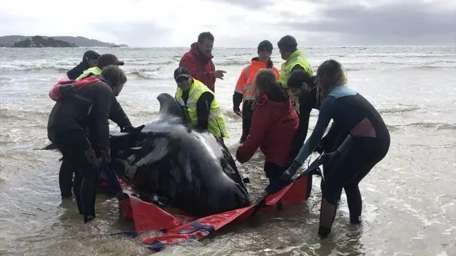 Rescuers help a whale stranded in shallow surf