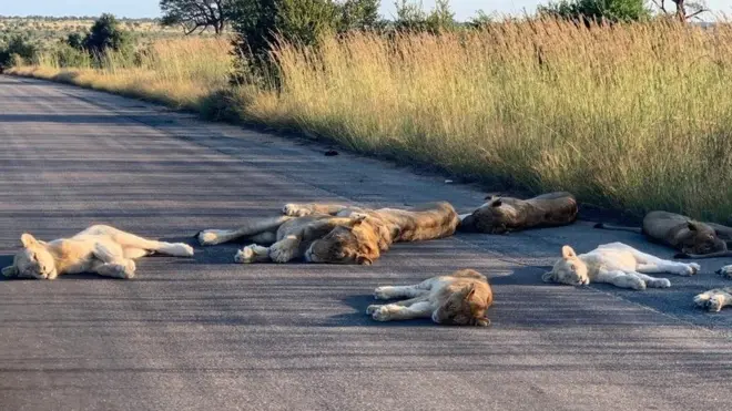 Lions in Kruger National Park