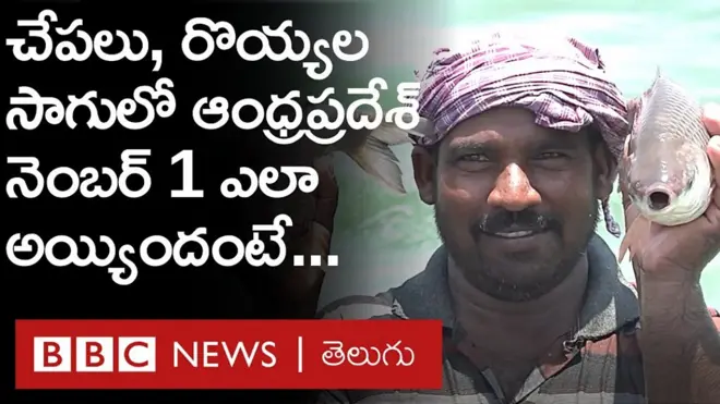 భారత ఆక్వా ఎగుమతుల్లో మూడో వంతు ఒక్క ఆంధ్రప్రదేశ్ నుంచే జరుగుతున్నాయి