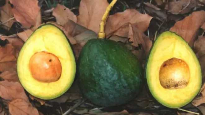 "Parece un mango. Pero no es un mango", escribió el diario Metro en 2016, cuando la tienda Marks & Spencer empezó a comercializar el aguacate Carla en Reina Unido.