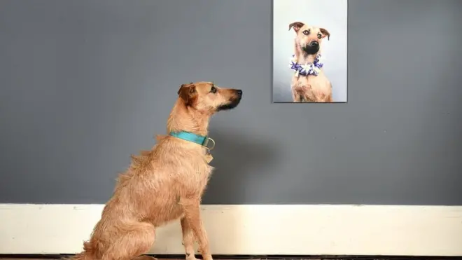 Retrato de un perro