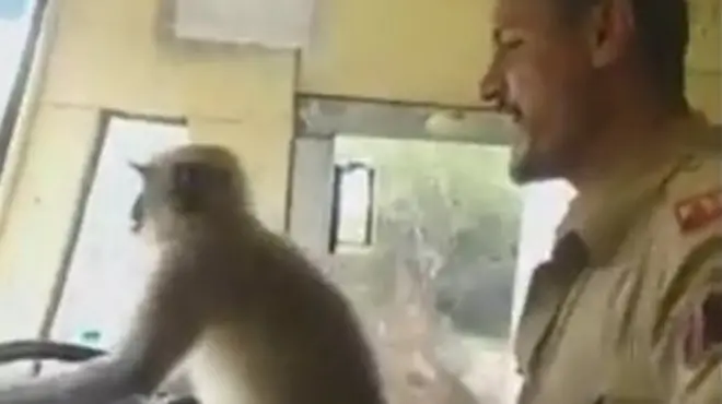 رفض القرد الجلوس في أي كرسي واختار عجلة قيادة الحافلة