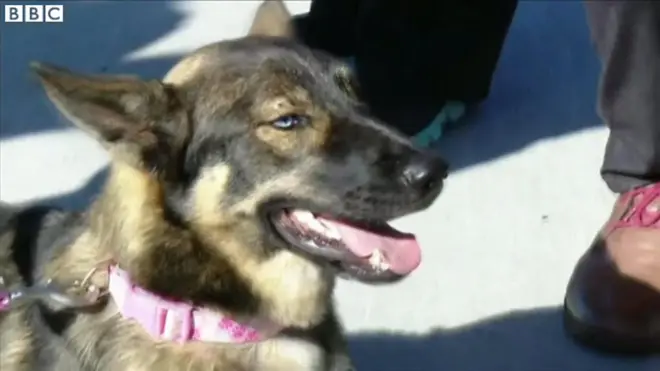 海で行方不明になった犬　飼い主と再会