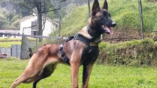 Vilson je postao heroj u Kolumbiji