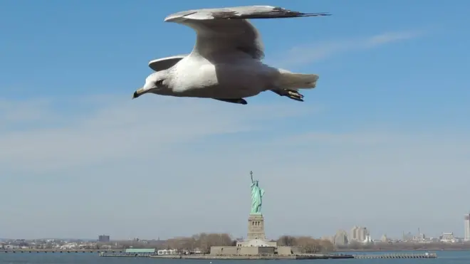 Gaviota sobrevolando el Río Hudson