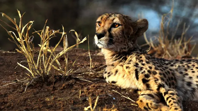 ලොවෙන් තුරන්වන චීටාවෝ