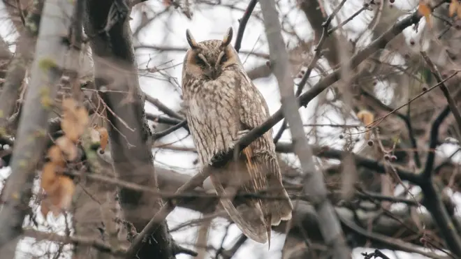 Мала ушара вреба из прикрајка, на грани оголелог дрвета у Кикинди