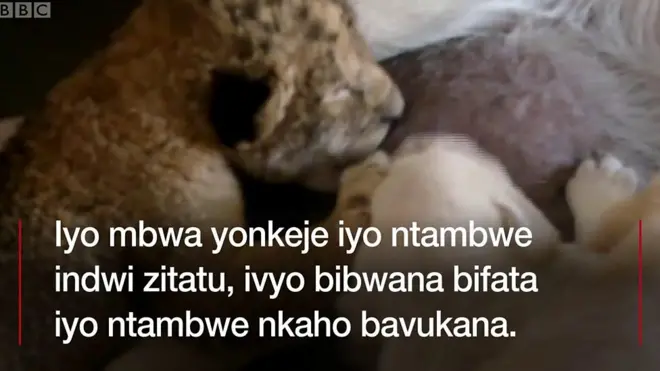 Imbwa yonkeje iyo ntambwe indwi zitatu