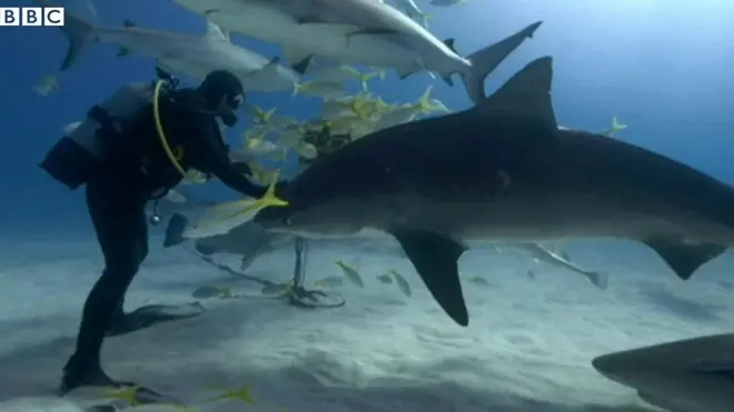 상어와 친구가 된 남자