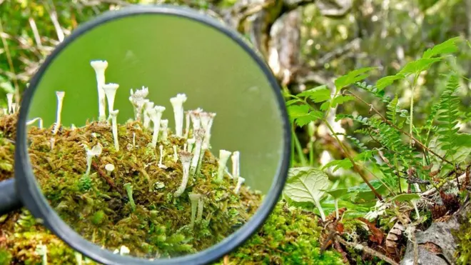 鼓励Omora植物园的游客们拿着放大镜去探索这些微型森林。（来源：亚丹•威尔逊）