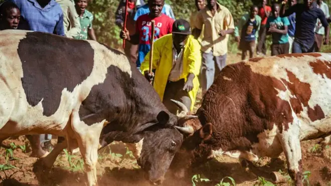 People cheering as two bulls go head-to-head in western Kenya