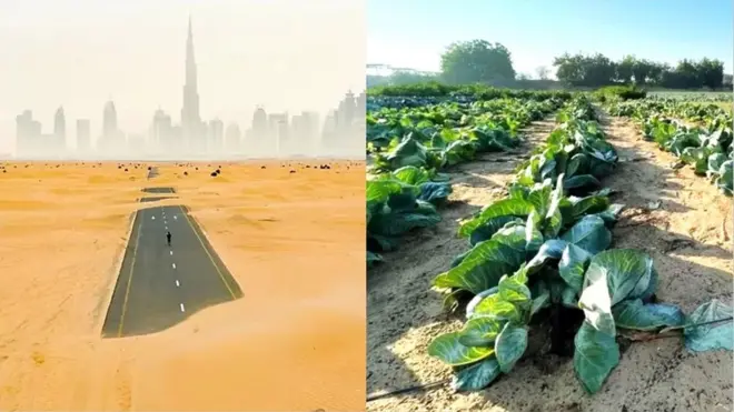 దుబయ్ ఎడారిలో హరితహారం