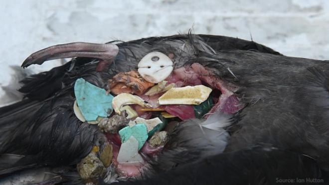 Filhotesport ganha betcagarro morto