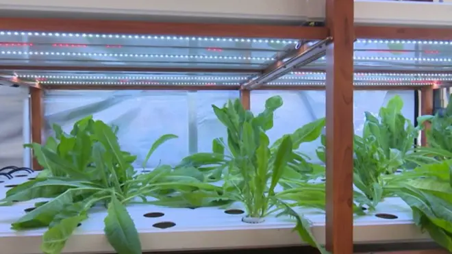 طريقة بيئية لإعادة تدوير المياه لاستخدامها مجدداً في زراعة النباتات