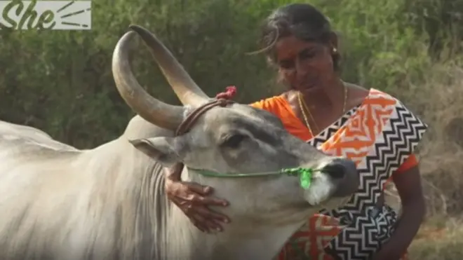 બળદ પાલન