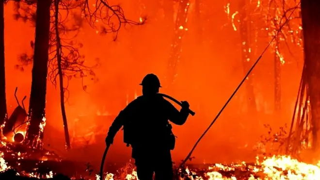 जंगल में आग