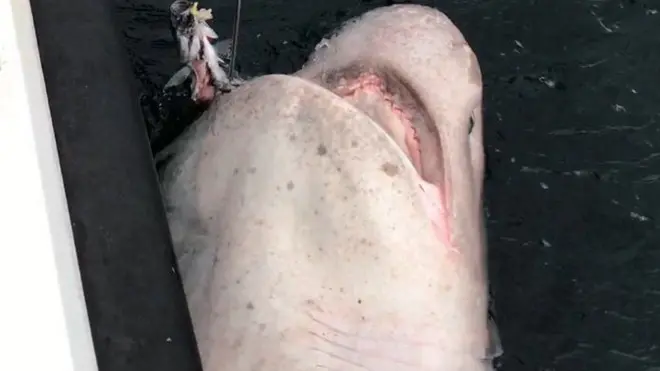 Hiu sixgill, difoto dari kapal tempat Ben Bond memancing.