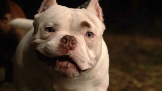 بائعو الكلاب