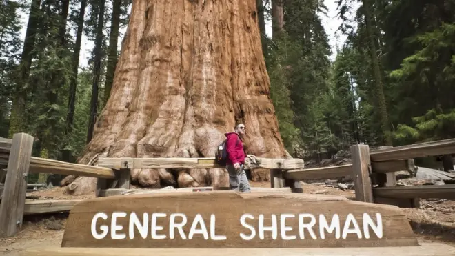 Sequoia National Park niyo ibamo igiti kinini kurusha ibindi ku isi, General Sherman