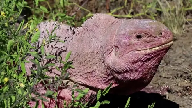 пинк игуана