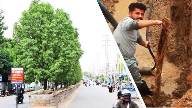 కోనోకార్పస్