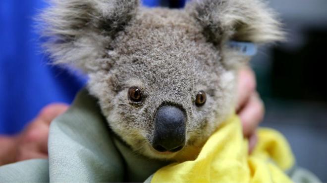 A koala rescued from Australia's recent bushfires