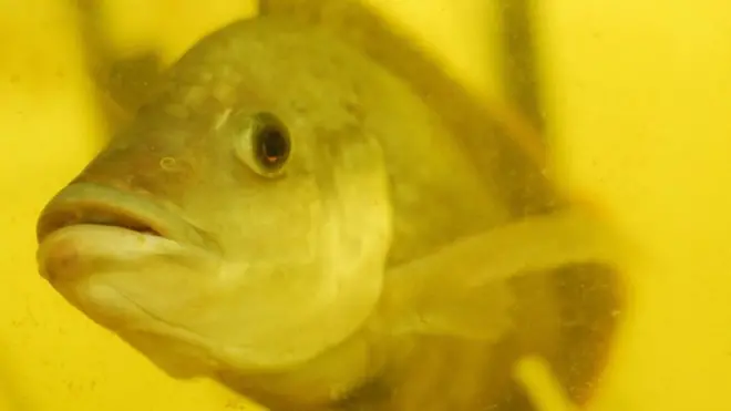 A tilapia swims in an experimental aquaponics farm in a project called The Plant in Chicago on June 21, 2012.