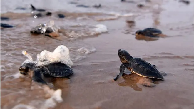 Bebês tartaruga rumo ao mar