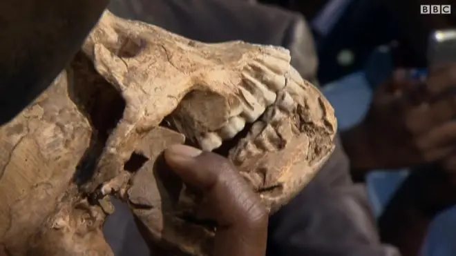 جمجمة لكان اشبه بالبشر