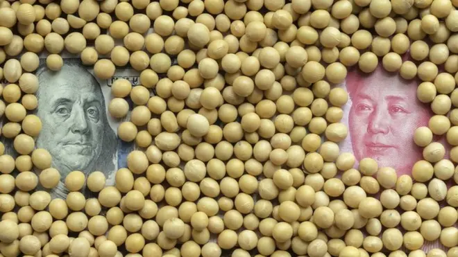 受中美加征关税影响，美国大豆价格下跌。