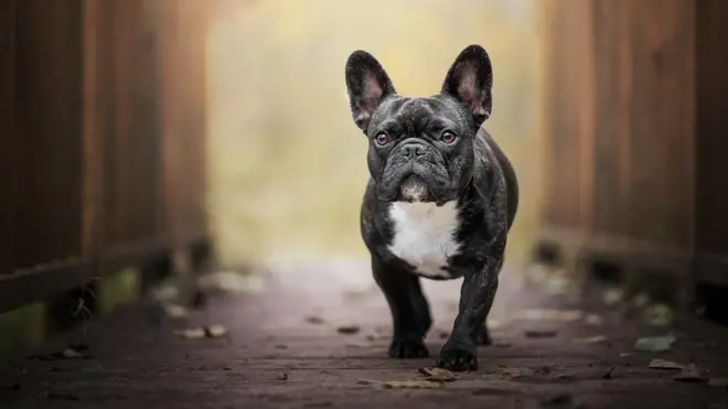 French Bulldogs have exploded in popularity