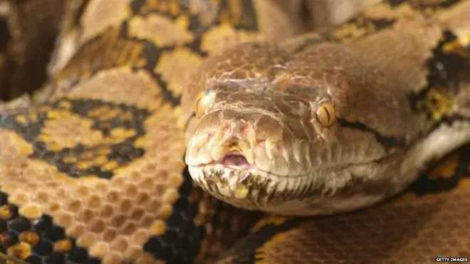 રેટિક્યૂલેટેડ પાયથન એટલે કે જાળીદાર શરીરવાળા અજગરની લંબાઈ 10 મીટર સુધીની હોય છે