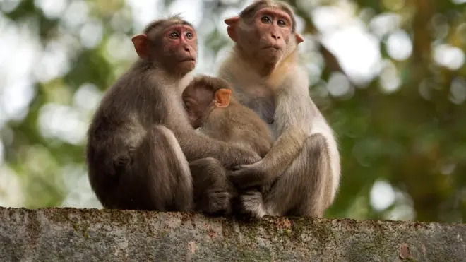 بندر کو ہندو مذہب میں عقیدت اور احترام کی نظر سے دیکھا جاتا ہے