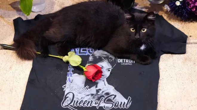 В современном мире чёрные коты и кошки - как правило, желанные домашние животные