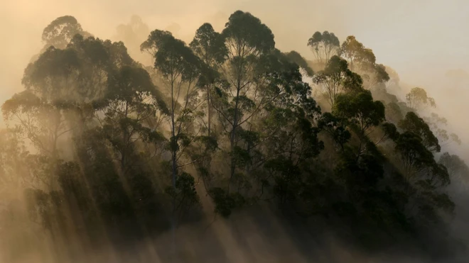 Conhecido como invasor por uns e versátil por outros, eucalipto tem muitos usos comerciais