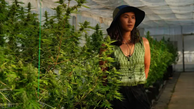 ชิดชนก ชิดชอบ กัญชา