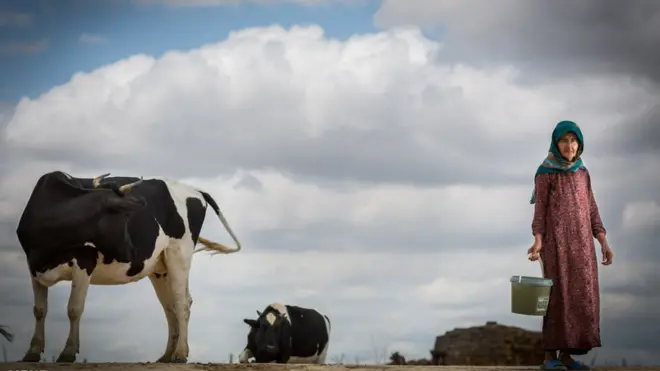 زن روستایی و گاو